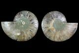 Sliced Ammonite Fossil - Agatized #124994-1